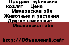 Продам  нубийских козлят  › Цена ­ 3 000 - Ивановская обл. Животные и растения » Другие животные   . Ивановская обл.